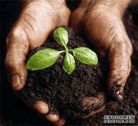 使用融昭農(nóng)業(yè)肥料后作物旺盛